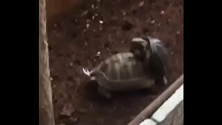 Turtle moaning