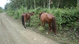 Women whit horse